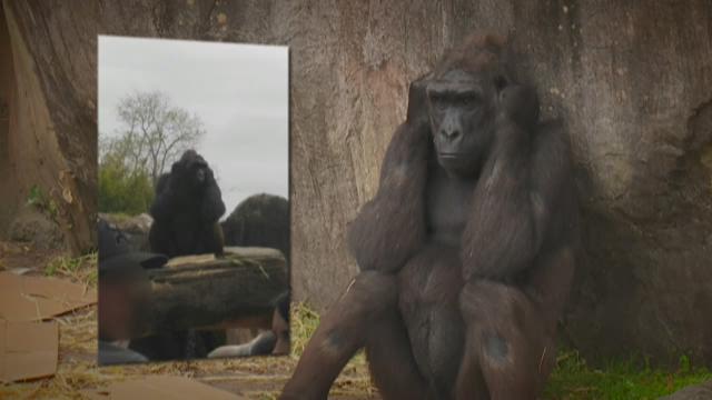 Audubon Zoo gorilla throws block of wood at pregnant woman